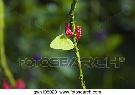 Stock Image - Close-up of a Lyside Sulphur (Kricogonia lyside) butterfly pollinating a flower. Fotosearch