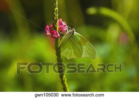 Close-up of a Lyside Sulphur (Kricogonia lyside) butterfly pollinating a flower View Large Photo Image Stock Image - Close-up of a Lyside Sulphur (Kricogonia lyside) butterfly pollinating a flower. Fotosearch
