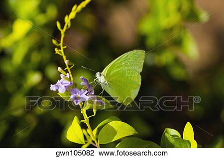 Close-up of a Lyside Sulphur (Kricogonia lyside) butterfly pollinating a flower View Large Photo Image Stock Image - Close-up of a Lyside Sulphur (Kricogonia lyside) butterfly pollinating a flower. Fotosearch