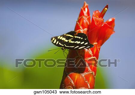 Stock Image - Close-up of a Mexican Catone (Catonephele Mexicana) butterfly pollinating a flower. Fotosearch
