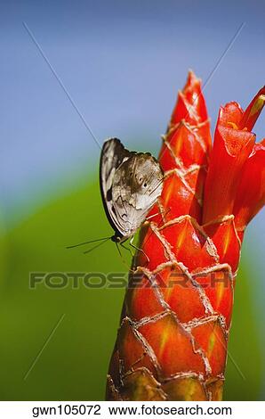 Close-up of a Mexican Catone (Catonephele Mexicana) butterfly pollinating a flower View Large Photo Image Stock Image - Close-up of a Mexican Catone (Catonephele Mexicana) butterfly pollinating a flower. Fotosearch