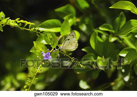 Stock Photo - Close-up of a Pine White butterfly (Neophasia Menapia) on a plant. Fotosearch