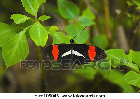 Close-up of a Postman butterfly (Heliconius melpomene) on a plant View Large Photo Image Stock Photograph - Close-up of a Postman butterfly (Heliconius melpomene) on a plant. Fotosearch
