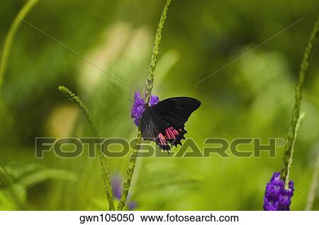 Stock Image - Close-up of a Ruby-Spotted Swallowtail (Papilio Anchisiades) butterfly pollinating flowers. Fotosearch
