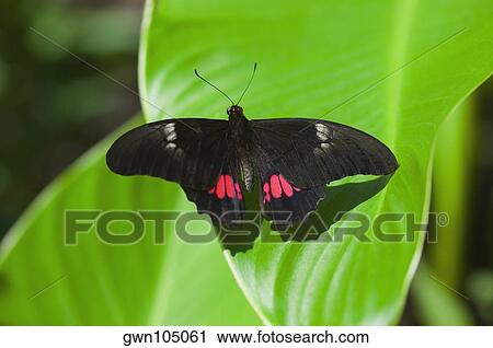 Close-up of a Ruby-Spotted Swallowtail (Papilio Anchisiades) butterfly on a leaf View Large Photo Image Stock Image - Close-up of a Ruby-Spotted Swallowtail (Papilio Anchisiades) butterfly on a leaf. Fotosearch
