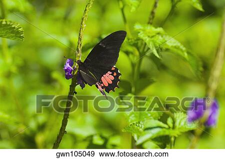 Close-up of a Ruby-Spotted Swallowtail (Papilio Anchisiades) butterfly pollinating flowers View Large Photo Image Stock Photo - Close-up of a Ruby-Spotted Swallowtail (Papilio Anchisiades) butterfly pollinating flowers. Fotosearch