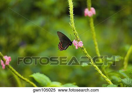 Close-up of a Ruby-Spotted Swallowtail (Papilio Anchisiades) butterfly pollinating flowers View Large Photo Image Stock Photography - Close-up of a Ruby-Spotted Swallowtail (Papilio Anchisiades) butterfly pollinating flowers. Fotosearch