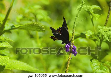 Close-up of a Ruby-Spotted Swallowtail (Papilio Anchisiades) butterfly pollinating flowers View Large Photo Image Stock Photography - Close-up of a Ruby-Spotted Swallowtail (Papilio Anchisiades) butterfly pollinating flowers. Fotosearch