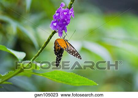 Close-up of a Tiger Longwing (Heliconius Hecale) butterfly pollinating flowers View Large Photo Image Stock Image - Close-up of a Tiger Longwing (Heliconius Hecale) butterfly pollinating flowers. Fotosearch