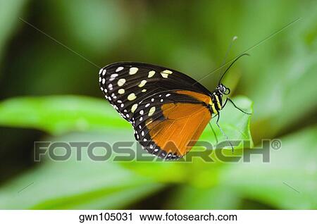 Close-up of a Tiger Longwing (Heliconius Hecale) butterfly on a leaf View Large Photo Image Stock Image - Close-up of a Tiger Longwing (Heliconius Hecale) butterfly on a leaf. Fotosearch