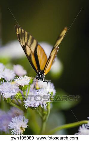 Close-up of a Tiger Longwing (Heliconius Hecale) butterfly pollinating flowers View Large Photo Image Stock Image - Close-up of a Tiger Longwing (Heliconius Hecale) butterfly pollinating flowers. Fotosearch