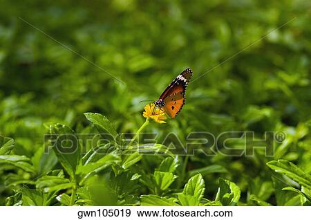 Close-up of a Tiger Swallowtail pollinating a flower View Large Photo Image Stock Photo - Close-up of a Tiger Swallowtail pollinating a flower. Fotosearch