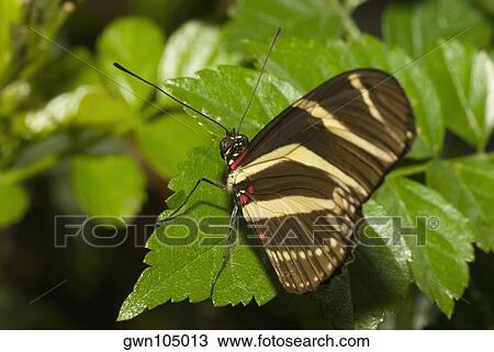 Stock Image - Close-up of a Zebra Longwing butterfly (Heliconius charitonius) on a leaf. Fotosearch