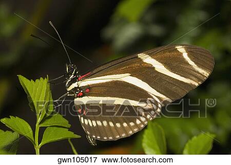 Close-up of a Zebra Longwing butterfly (Heliconius charitonius) perching on a leaf View Large Photo Image Stock Photo - Close-up of a Zebra Longwing butterfly (Heliconius charitonius) perching on a leaf. Fotosearch