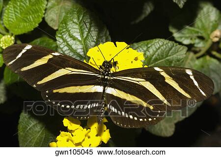 Close-up of a Zebra Longwing butterfly (Heliconius charitonius) pollinating a flower View Large Photo Image Stock Photography - Close-up of a Zebra Longwing butterfly (Heliconius charitonius) pollinating a flower. Fotosearch