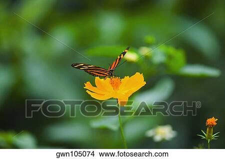 Close-up of an Isabella butterfly (Eueides Isabella) pollinating a flower View Large Photo Image Picture - Close-up of an Isabella butterfly (Eueides Isabella) pollinating a flower. Fotosearch