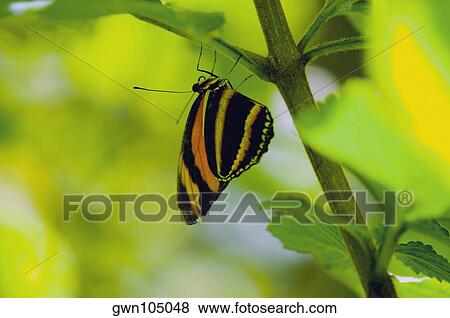 Close-up of an Isabella butterfly (Eueides Isabella) on a branch View Large Photo Image Stock Photo - Close-up of an Isabella butterfly (Eueides Isabella) on a branch. Fotosearch
