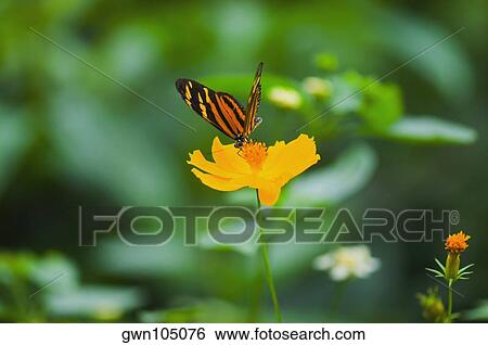 Close-up of an Isabella butterfly (Eueides Isabella) pollinating a flower View Large Photo Image Stock Photograph - Close-up of an Isabella butterfly (Eueides Isabella) pollinating a flower. Fotosearch