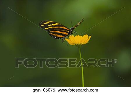 Stock Photography - Close-up of an Isabella butterfly (Eueides Isabella) pollinating a flower. Fotosearch
