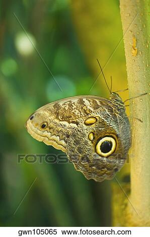 Stock Photography - Close-up of an Owl butterfly (Caligo Eurilochus) on a leaf. Fotosearch