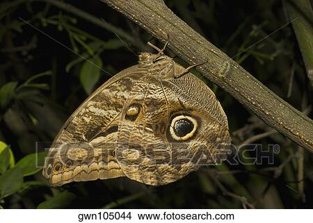 Close-up of an Owl butterfly perching on a branch View Large Photo Image Picture - Close-up of an Owl butterfly perching on a branch. Fotosearch