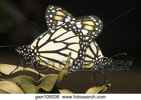 Stock Photograph - Close-up of butterflies mating on a dry leaf. Fotosearch