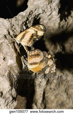 Close-up of butterflies mating on a rock View Large Photo Image Stock Photo - Close-up of butterflies mating on a rock. Fotosearch