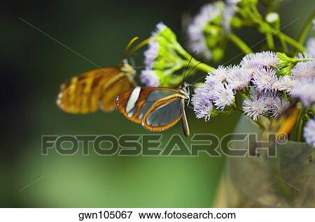Close-up of three Glasswing (Greta Oto) butterflies pollinating flowers View Large Photo Image Stock Photo - Close-up of three Glasswing (Greta Oto) butterflies pollinating flowers. Fotosearch