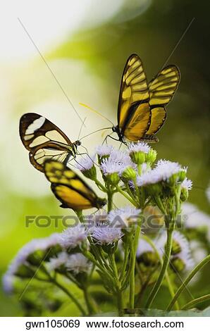 Stock Photo - Close-up of three Glasswing (Greta Oto) butterflies pollinating flowers. Fotosearch