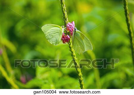 Close-up of two Lyside Sulphur (Kricogonia lyside) butterflies pollinating flowers View Large Photo Image Picture - Close-up of two Lyside Sulphur (Kricogonia lyside) butterflies pollinating flowers. Fotosearch