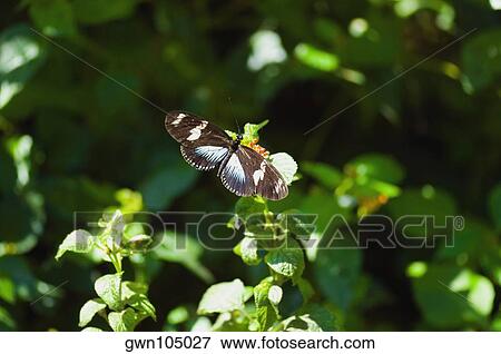 Doris butterfly (Heliconius Doris) on a plant View Large Photo Image Stock Photo - Doris butterfly (Heliconius Doris) on a plant. Fotosearch