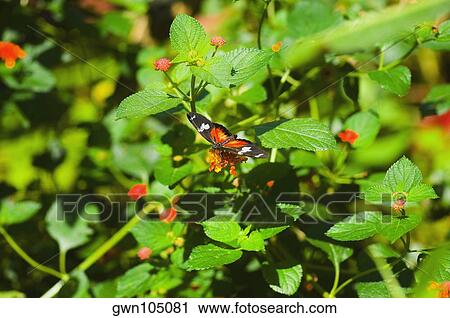 Stock Image - Doris butterfly (Heliconius Doris) pollinating flowers. Fotosearch
