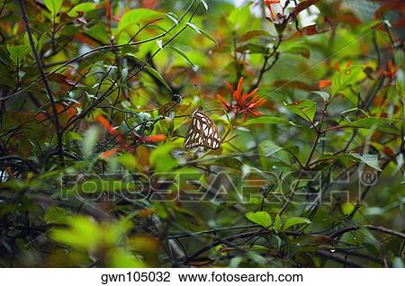 Stock Image - Scarce Bamboo Page (Philaethria Dido) butterfly on a branch. Fotosearch