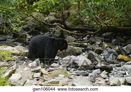 Black bear (Ursus americanus) in a forest View Large Photo Image Picture - Black bear (Ursus americanus) in a forest. Fotosearch