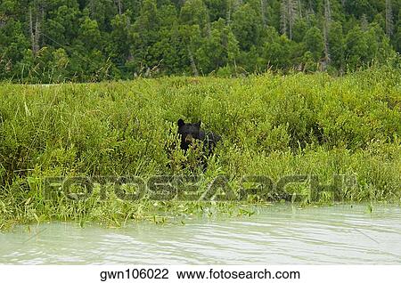 Black bear (Ursus americanus) in a forest View Large Photo Image Stock Image - Black bear (Ursus americanus) in a forest. Fotosearch