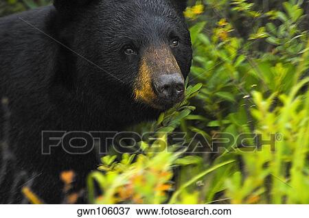 Close-up of a Black bear (Ursus americanus) View Large Photo Image Stock Photo - Close-up of a Black bear (Ursus americanus). Fotosearch