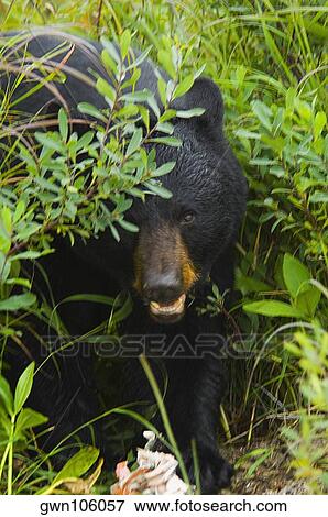 Close-up of a Black bear (ursus americanus) View Large Photo Image Stock Photo - Close-up of a Black bear (ursus americanus). Fotosearch
