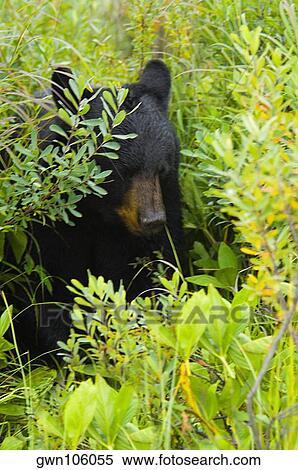Stock Photography - Close-up of a Black bear (Ursus americanus). Fotosearch
