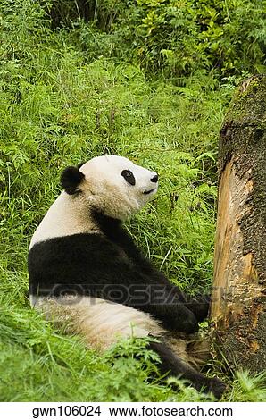 Picture - Close-up of a panda (Alluropoda melanoleuca) sitting in a forest. Fotosearch