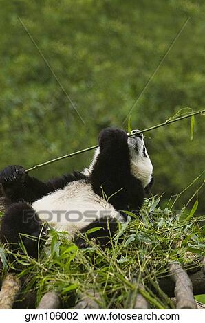 Close-up of a panda (Alluropoda melanoleuca) holding a bamboo stick View Large Photo Image Stock Image - Close-up of a panda (Alluropoda melanoleuca) holding a bamboo stick. Fotosearch