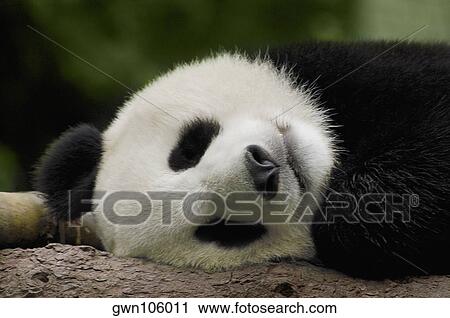 Stock Image - Close-up of a panda (Alluropoda melanoleuca) sleeping. Fotosearch