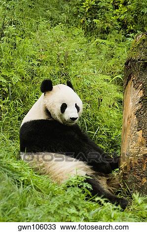 Close-up of a panda (Alluropoda melanoleuca) sitting in a forest View Large Photo Image Stock Image - Close-up of a panda (Alluropoda melanoleuca) sitting in a forest. Fotosearch