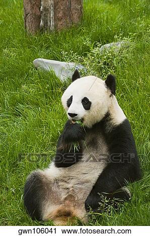 Close-up of a panda (Alluropoda melanoleuca) eating grass View Large Photo Image Stock Image - Close-up of a panda (Alluropoda melanoleuca) eating grass. Fotosearch