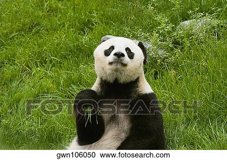 Stock Image - Close-up of a panda (Alluropoda melanoleuca). Fotosearch