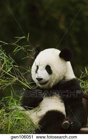 Close-up of a panda (Alluropoda melanoleuca) holding bamboo plant View Large Photo Image Stock Image - Close-up of a panda (Alluropoda melanoleuca) holding bamboo plant. Fotosearch