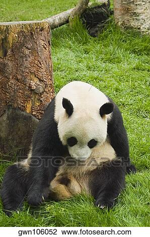 Close-up of a panda (Alluropoda melanoleuca) sitting in a field View Large Photo Image Stock Image - Close-up of a panda (Alluropoda melanoleuca) sitting in a field. Fotosearch