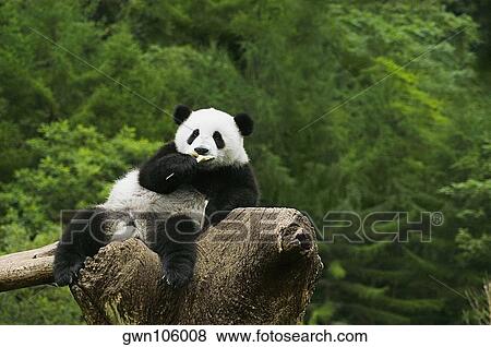 Close-up of a panda (Alluropoda melanoleuca) resting on a tree stump View Large Photo Image Stock Photo - Close-up of a panda (Alluropoda melanoleuca) resting on a tree stump. Fotosearch