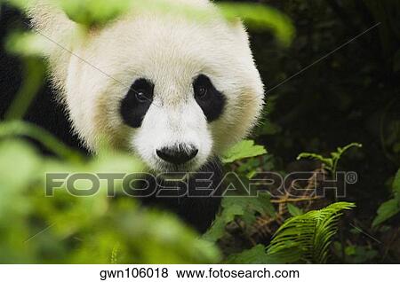 Close-up of a panda (Alluropoda melanoleuca) View Large Photo Image Stock Photo - Close-up of a panda (Alluropoda melanoleuca). Fotosearch