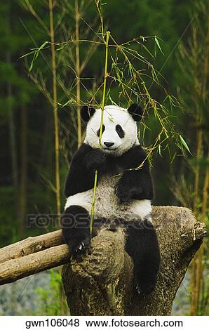 Close-up of a panda (Alluropoda melanoleuca) holding a bamboo stick View Large Photo Image Stock Photo - Close-up of a panda (Alluropoda melanoleuca) holding a bamboo stick. Fotosearch
