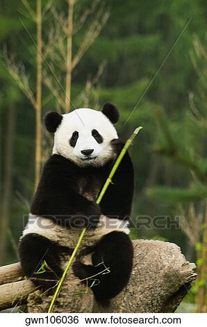 Stock Photograph - Close-up of a panda (Alluropoda melanoleuca) holding a stick. Fotosearch